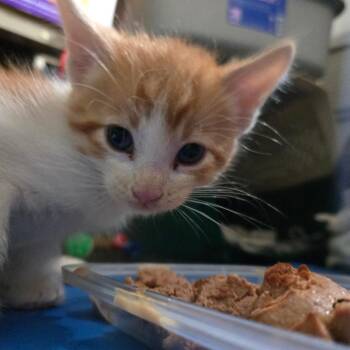 Bird 22869 -  Domestic Short Hair Cat for Adoption in Minneapolis, Minnesota - Bird 22869 | PetCurious