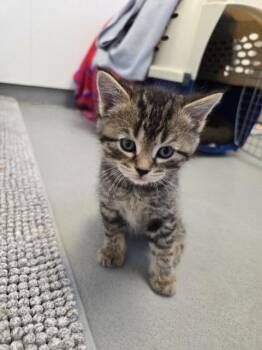 Domestic Short Hair Cats Available for Adoption - Greg | PetCurious