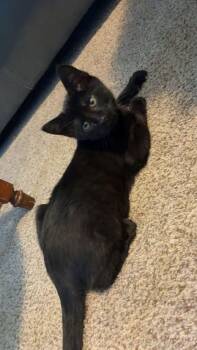 Luna -  American Shorthair Cat for Adoption in Manhattan, Kansas - Luna | PetCurious