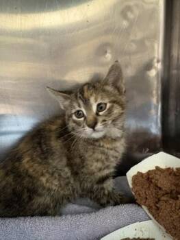 Gochugaru -  Domestic Medium Hair Cat for Adoption in El Paso, Texas - Gochugaru | PetCurious