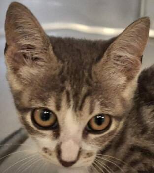 Junebug -  Domestic Short Hair Cat for Adoption in Brenham, Texas - Junebug | PetCurious