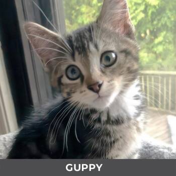 Guppy -  Domestic Medium Hair Cat for Adoption in Toronto, Ontario - Guppy | PetCurious