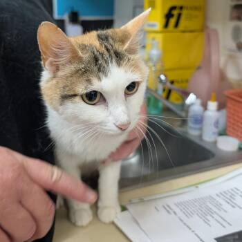 Domestic Short Hair Cats Available for Adoption in Ardmore, Oklahoma - Fiddle Link | PetCurious