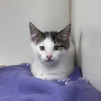 Steve Rodgers -  Domestic Short Hair Cat for Adoption in Cheyenne, Wyoming - Steve Rodgers | PetCurious