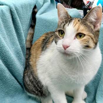 Bethany -  Domestic Short Hair Cat for Adoption in Saint Paul, Minnesota - Bethany | PetCurious
