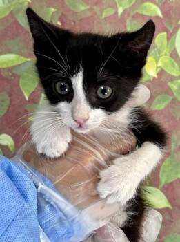 MOO -  Domestic Short Hair Cat for Adoption in San Antonio, Texas - MOO | PetCurious