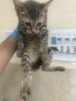 Rescue Domestic Short Hair Cats for Adoption in Honolulu, Hawaii - 59781046 | PetCurious