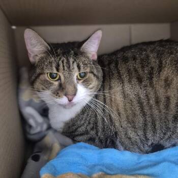 Salmon -  Domestic Short Hair Cat for Adoption in Newark, New Jersey - Salmon | PetCurious