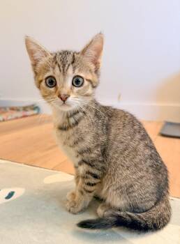 Domestic Short Hair Cats Available for Adoption in Harrison Township, New Jersey - Ginger | PetCurious