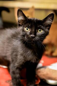 Stitch -  Domestic Short Hair Cat for Adoption in Dothan, Alabama - Stitch | PetCurious