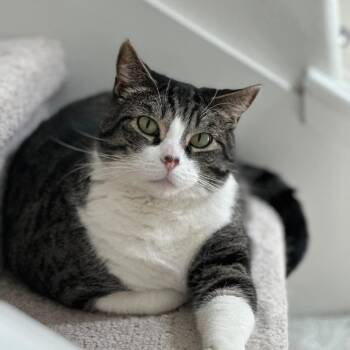 Domestic Short Hair Cats Available for Adoption in Temecula, California - Frankie | PetCurious