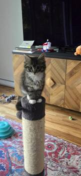 Gambit -  Domestic Short Hair Cat for Adoption in Elmsford, New York - Gambit | PetCurious