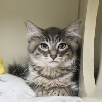 Leopard -  Domestic Short Hair Cat for Adoption in Los Angeles, California - Leopard | PetCurious