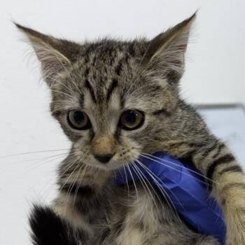 Mochi -  Domestic Short Hair Cat for Adoption in New York, New York - Mochi | PetCurious