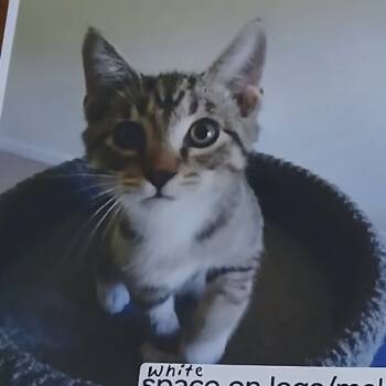 Rescue Domestic Short Hair Cats for Adoption in Port Charlotte, Florida - Jacob | PetCurious