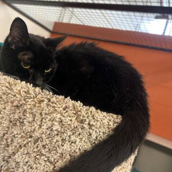Pisana -  Domestic Short Hair Cat for Adoption in Sarasota, Florida - Pisana | PetCurious