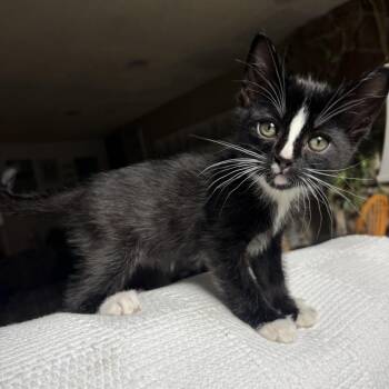 Tuxedo and Domestic Short Hair Cats Available for Adoption in Ephrata, Washington - Dante | PetCurious