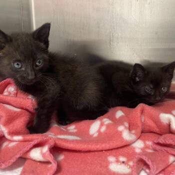 Licorice -  Domestic Short Hair Cat for Adoption in Clearwater, Florida - Licorice | PetCurious