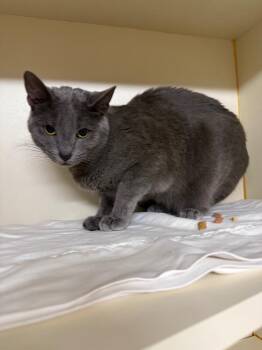 Aspen -  Domestic Short Hair Cat for Adoption in Sorrento, Louisiana - Aspen | PetCurious