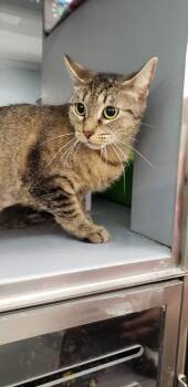 May -  Domestic Short Hair Cat for Adoption in Spring Brook, New York - May | PetCurious