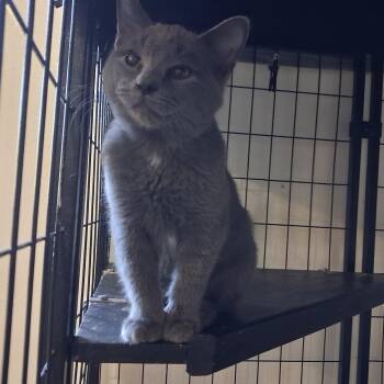 Apricot -  Domestic Short Hair Cat for Adoption in Iowa Falls, Iowa - Apricot | PetCurious