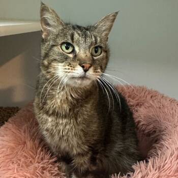 Rescue Domestic Medium Hair Cats for Adoption in Jefferson City, Tennessee - Honey | PetCurious