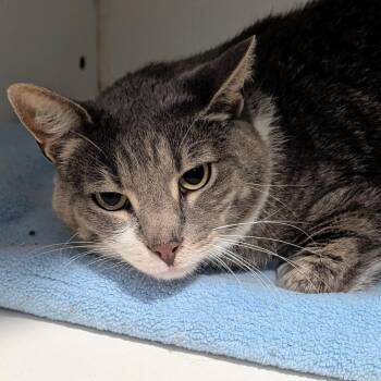 Opurrah Whisker -  Domestic Short Hair Cat for Adoption in Brighton, Missouri - Opurrah Whisker | PetCurious