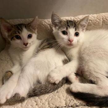 Galaxy -  Domestic Short Hair Cat for Adoption in Dayton, Ohio - Galaxy | PetCurious