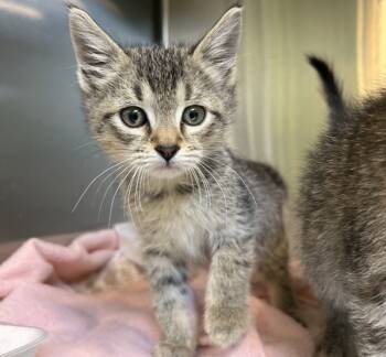 Rescue Domestic Short Hair Cats for Adoption in Sioux City, Iowa - Bean | PetCurious