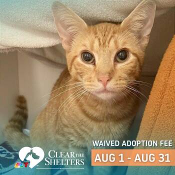 Oakley -  Domestic Short Hair Cat for Adoption in Philadelphia, Pennsylvania - Oakley | PetCurious