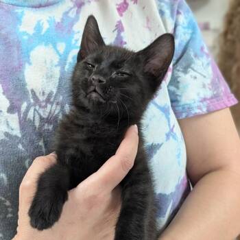 Lavender -  Domestic Short Hair Cat for Adoption in Canton, Illinois - Lavender | PetCurious