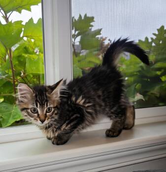 Shakira -  Tabby Cat for Adoption in Maple Valley, Washington - Shakira | PetCurious