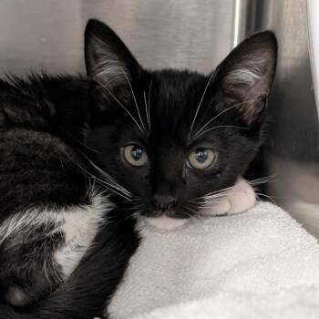 Game Stop -  Domestic Short Hair Cat for Adoption in Seattle, Washington - Game Stop | PetCurious