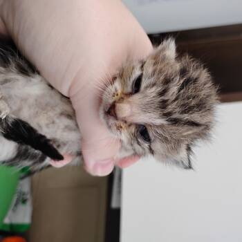 Rescue Domestic Short Hair Cats for Adoption in Troy, Virginia - Rey | PetCurious