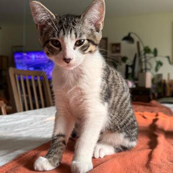Luke -  Domestic Short Hair Cat for Adoption in Wheeling, Illinois - Luke | PetCurious