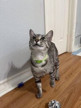 Domestic Short Hair Cats Available for Adoption in Bryan, Texas - Mama Jem | PetCurious