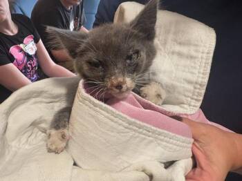 CLAUDIA -  Domestic Short Hair Cat for Adoption in Tustin, California - CLAUDIA | PetCurious