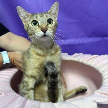 Miss Kitty -  Domestic Short Hair Cat for Adoption in North Myrtle Beach, South Carolina - Miss Kitty | PetCurious