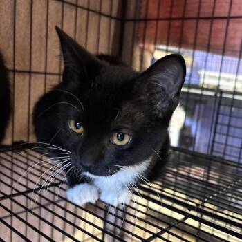 Club -  Domestic Short Hair Cat for Adoption in Webster, Texas - Club | PetCurious
