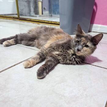 Domestic Long Hair Cats Available for Adoption in San Diego, California - Conan | PetCurious
