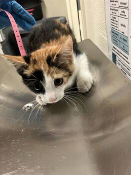 MIEL -  Domestic Short Hair Cat for Adoption in Long Beach, California - MIEL | PetCurious