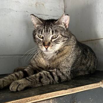 Rescue Domestic Short Hair Cats for Adoption in Spencer, Iowa - Ajax | PetCurious