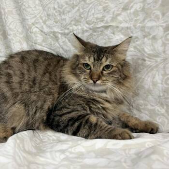 Rescue Domestic Medium Hair Cats for Adoption in Lyndhurst, Virginia - Shalimar | PetCurious