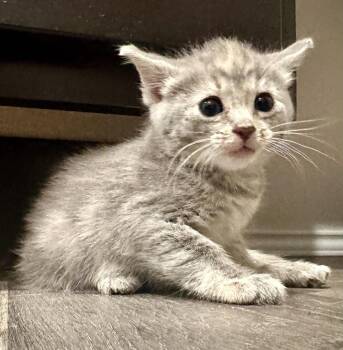 Domestic Short Hair Cats Available for Adoption in Shawnee, Oklahoma - Gnocchi | PetCurious