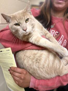 Domestic Short Hair Cats Available for Adoption - Cheerio 23C-0268 | PetCurious