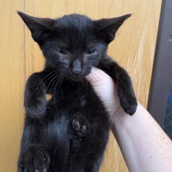 Fractious Okay Cupid -  Domestic Short Hair Cat for Adoption in Columbiana, Alabama - Fractious Okay Cupid | PetCurious