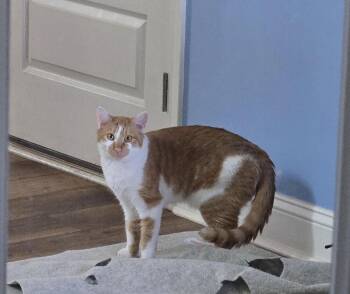 Sampson R -  Domestic Short Hair Cat for Adoption in Cary, North Carolina - Sampson R | PetCurious