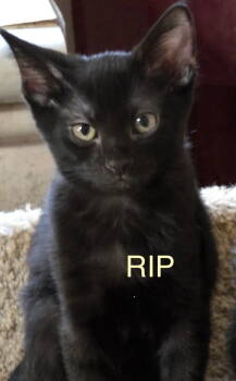 Rescue Domestic Short Hair Cats for Adoption in Oviedo, Florida - Ripster | PetCurious