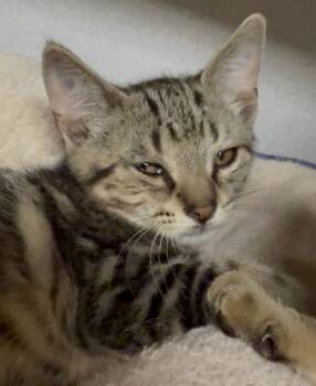 Purrjury -  Domestic Short Hair Cat for Adoption in Osseo, Michigan - Purrjury | PetCurious