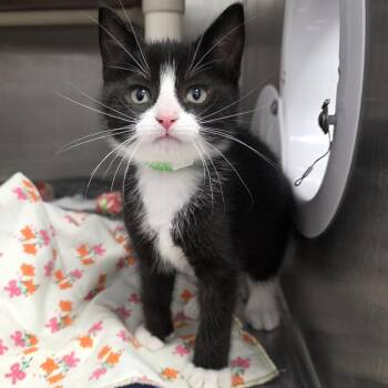 Joel -  Domestic Short Hair Cat for Adoption in Fort Wayne, Indiana - Joel | PetCurious
